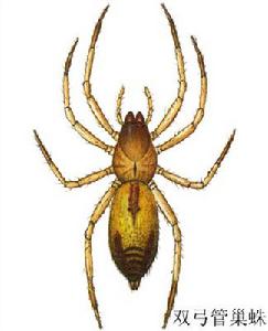 雙弓管巢蛛