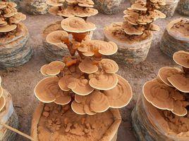 盆景靈芝 盆景靈芝