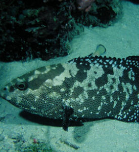 清水石斑魚 清水石斑魚