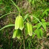 太白貝母 太白貝母