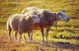 2018年黑龍江羊炭疽疫情 2018年黑龍江羊炭疽疫情