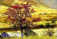 雲南：醉人的怒江春色