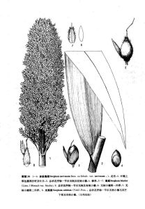 多脈高粱（原變種）