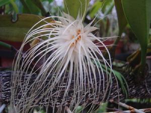 美發石豆蘭開花株