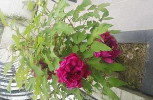 烏金耀輝 烏金耀輝