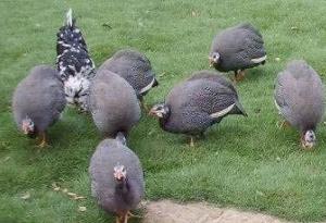 九龍山珍禽珍珠雞