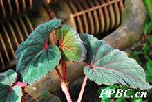 花葉秋海棠 Begonia cathayana