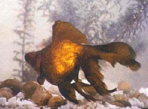 紫龍睛魚 紫龍睛魚