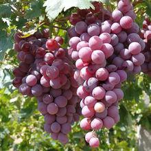 玫瑰香[葡萄品種之一]