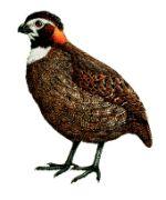 黑頂林鶉 黑頂林鶉