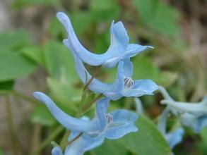 大炮山虎耳草 大炮山虎耳草