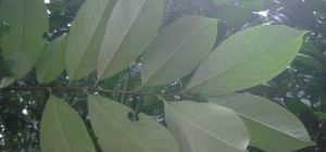 超長柄茶 超長柄茶