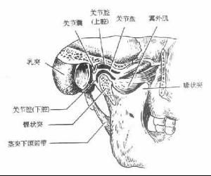 顳下頜關節紊亂綜合徵 顳下頜關節紊亂綜合徵