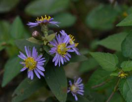 單頭紫菀根 單頭紫菀根