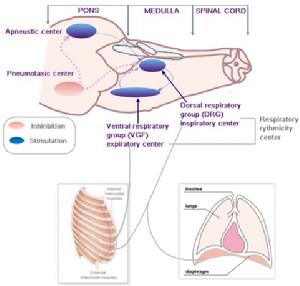 呼吸中樞 呼吸中樞