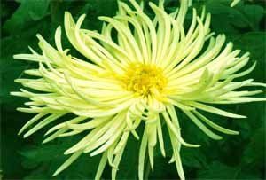 短日照植物 短日照植物