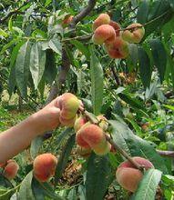 里口山森林公園