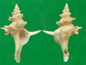 歐洲長刺骨螺 歐洲長刺骨螺