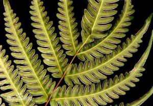 華西鳳尾蕨 華西鳳尾蕨