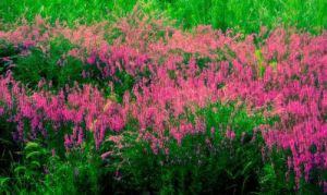 粉紅薰衣草 粉紅薰衣草