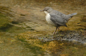 河烏巴爾幹亞種 河烏巴爾幹亞種