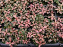 森林火焰穴盤苗