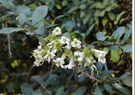 錐花鼠刺 錐花鼠刺