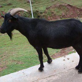 水城黑山羊 水城黑山羊