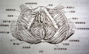 性愛肌肉系統 性愛肌肉系統