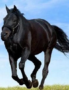 沒脖子神獸 沒脖子神獸