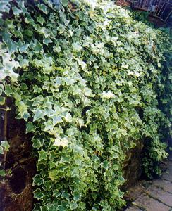Hedera