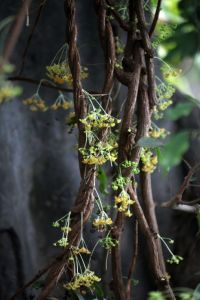 西雙版納崖爬藤 西雙版納崖爬藤