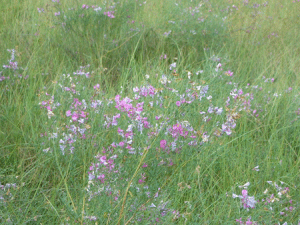 刺岩黃耆 刺岩黃耆