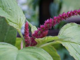 紅粘穀子 紅粘穀子