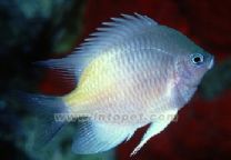 黃斑豆娘 黃斑豆娘