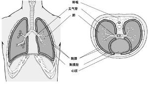 胸膜反應