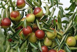 不落酥[種質資源]