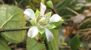 高砂懸鉤子 高砂懸鉤子