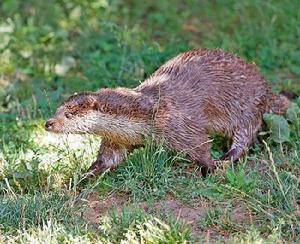水獺[食肉目鼬科動物]