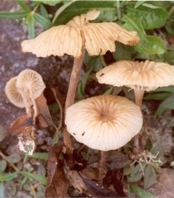 大型小皮傘 大型小皮傘