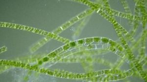 兩棲顫藻 兩棲顫藻