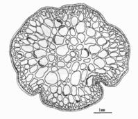 凍沙菜的主軸橫切面