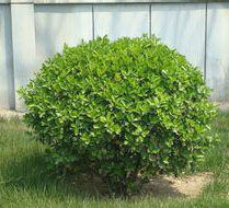 頭狀昆明冬青 頭狀昆明冬青