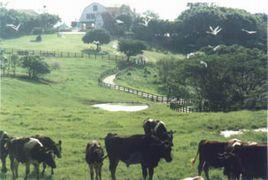 飛牛牧場 飛牛牧場