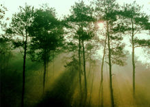 老山國家森林公園