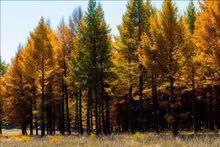 塞罕壩[地理名稱]