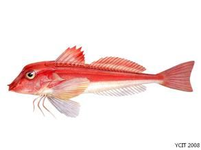 海洋生物--短鰭紅娘魚 海洋生物--短鰭紅娘魚