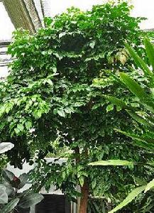 海南菜豆樹 海南菜豆樹