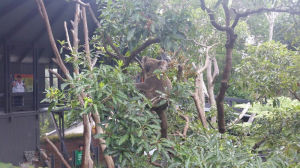 漢密爾頓動物園