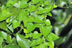 屏東木藍 屏東木藍